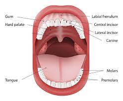 Best Mouth Cancer Surgeon in Navi Mumbai 